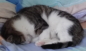 为什么自己家猫咪爱睡觉呢