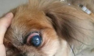 狗狗眼睛有血丝是什么情况