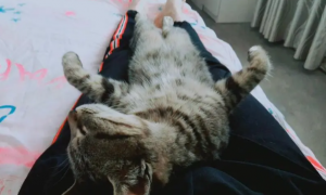猫咪为什么躺在腿上晕倒了