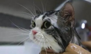 猫能去宠物店洗澡吗