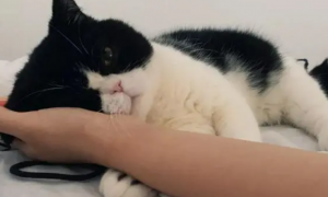 为什么猫咪会扭到手腕
