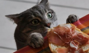 猫为什么老是偷东西吃