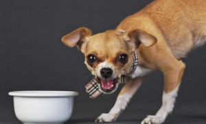 猫吃狗碗里狗会护食吗