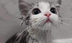 为什么猫咪需要洗澡呢