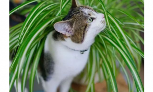 猫咪为什么偷吃吊兰叶子呢