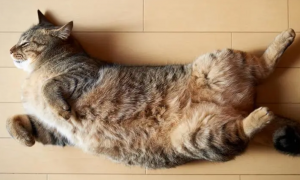 猫咪为什么躺地上叫