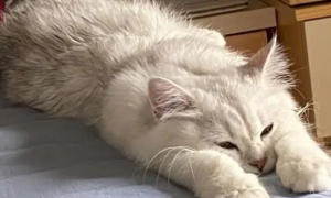 猫咪为什么把头伸长睡觉呢
