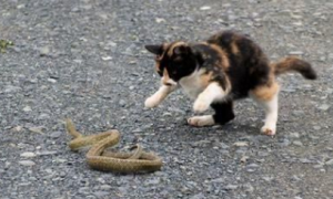 家猫打得过蛇吗