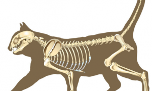 为什么猫咪会有骨头结构的东西