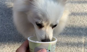 狗狗为什么喜欢吃酸奶