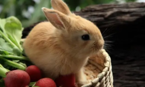 幼兔吃兔粮要泡一下吗
