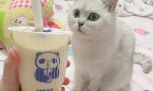 猫咪为什么喝奶茶会吐呢