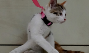 为什么猫咪喜欢用绳子绑着