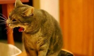 猫咪为什么在家呕吐了呢