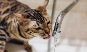 猫咪为什么不喜欢水呢