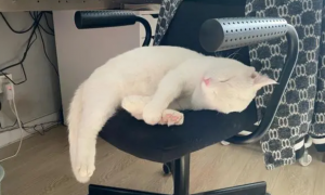 猫咪为什么歪着座椅睡觉