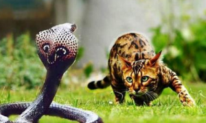 猫怕大蟒蛇吗