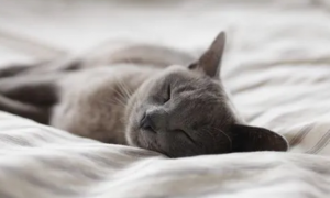 猫爬过的床单有细菌吗