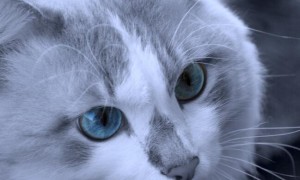 我家猫的眼睛为什么是蓝色的