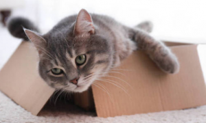 为什么猫咪要睡在箱子上