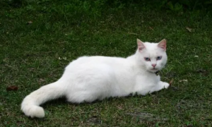 白猫在风水上有啥讲究