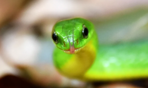 绿色的蛇叫什么蛇