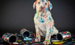 狗狗舔了油漆会中毒吗