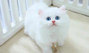 蓝眼睛白色拿破仑矮脚猫多少钱一只
