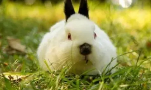喜马拉雅兔子寿命多长