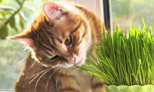 猫可以吃哪些花草
