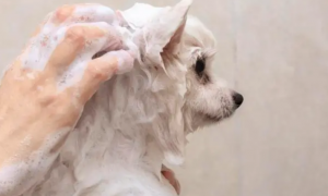狗洗澡剪毛多少钱