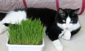 宠物猫草怎么种