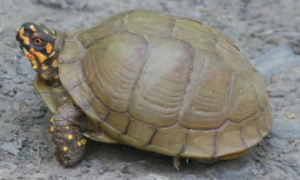 三趾箱龟一年能长多大
