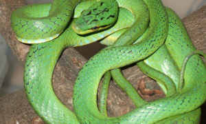 纯绿色的蛇是啥蛇