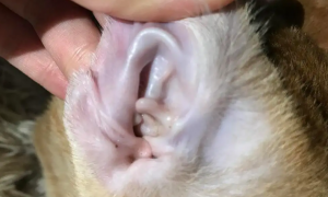 猫咪长耳螨是什么缘故