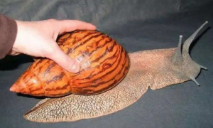 大蜗牛可以当宠物养吗
