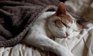 猫咪每天做梦是为什么