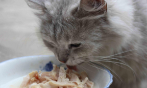 小猫咪爱吃什么食物