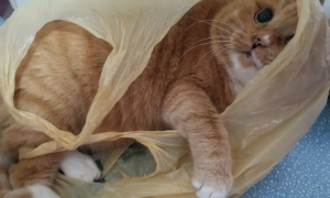 猫咪为什么突然抓袋子了