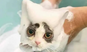 猫咪为什么要洗澡的原因