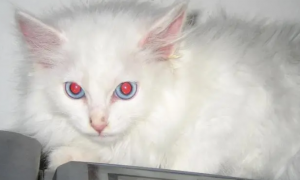 什么品种的猫眼睛是红色