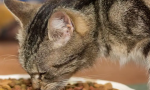 猫咪吃的多是怎么回事