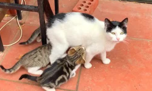 猫咪追母亲吃奶是为什么呢