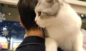 猫咪爬肩膀是什么意思