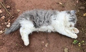 猫死了为什么不能靠近猫咪呢