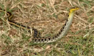 十大最罕见的蛇