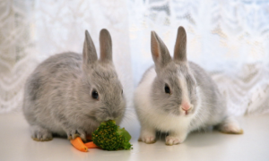 兔子一直喂青菜从来没喂水