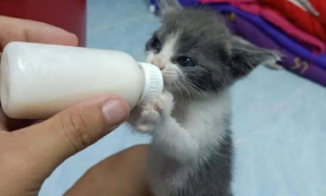 小猫咪喝奶粉拉的是稀粑粑吗