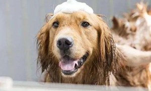 狗狗常洗澡好不好