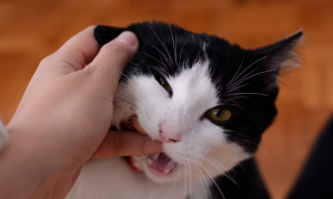 为什么猫咪咬人不舔人